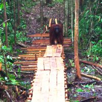 Adult Male Orangutan on bridge