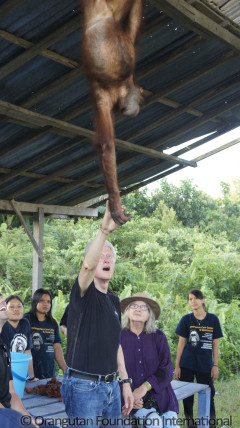 Bill Clinton with orangutan hanging