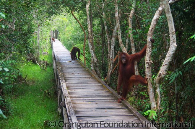 Orangutans wait on the boardwalk at Camp Leakey, curious to see the visitors.