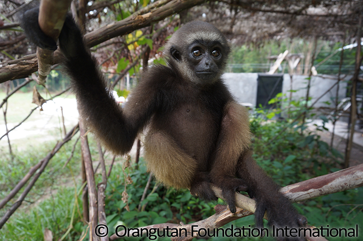 Borneo Gibbon – Last of its kind? - Nepada Wildlife e.V.