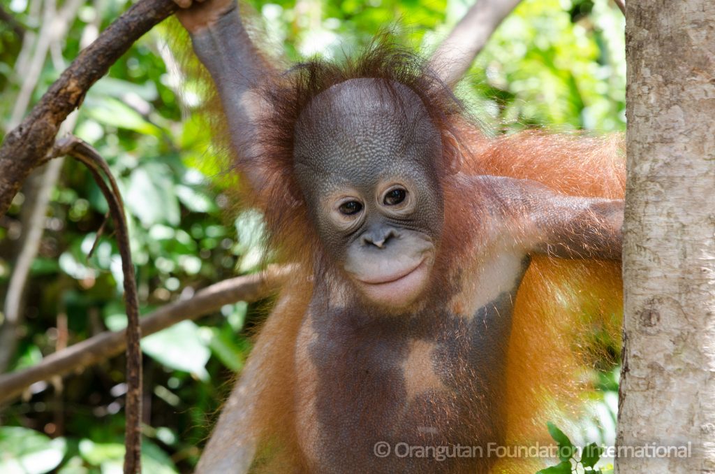 orangutan cory marder orangutan foundation international foster program palm oil say no to palm oil