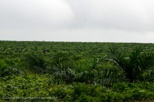 Borneo indonesia rainforest deforestation palm oil plantation orangutan foundation international conservation say no to palm oil