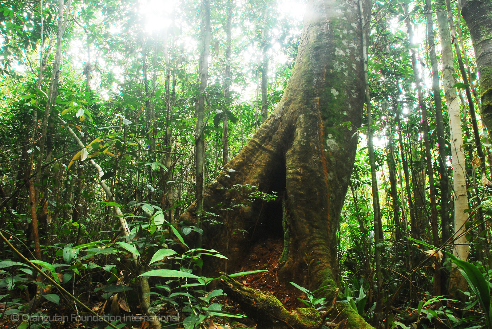 Orangutan Foundation International – 97% of our DNA...100% of Our ...