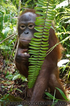 orangutan in bush