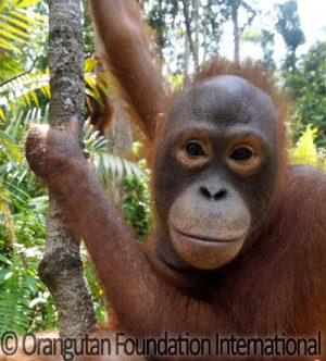 orangutan on tree