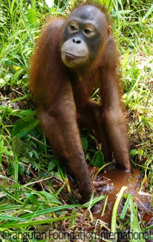 orangutan in swamp