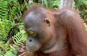 orangutan mimi looks at ground