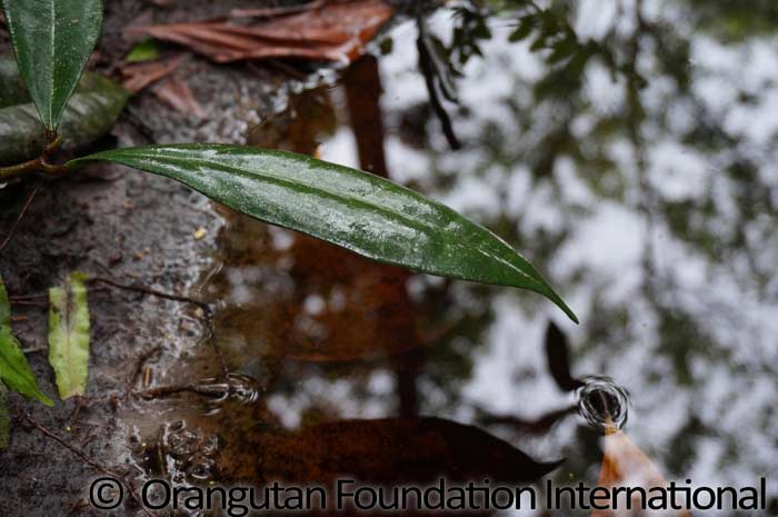 wet leaves