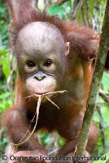 Orangutan in tree