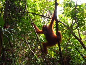  Nawi the orangutan in the trees