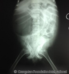 Sun Bear x-ray