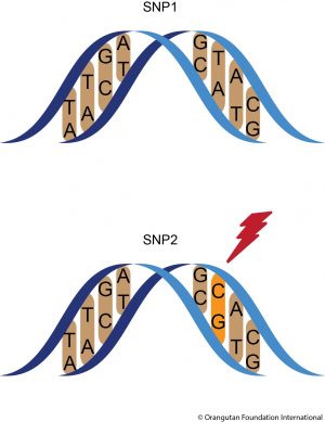 Figure: SNPs A single nucleotide polymorphism or SNP is the change of a single letter in the genome. While the first individual maintains the original T, the second individual carries a C at the same location in its genome. In the human genome, SNPs occur on average at every 300th letter. In the orangutan genome, SNPs occur twice as frequently, as they are found at every 149th letter.