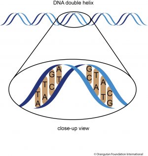 Figure: DNA