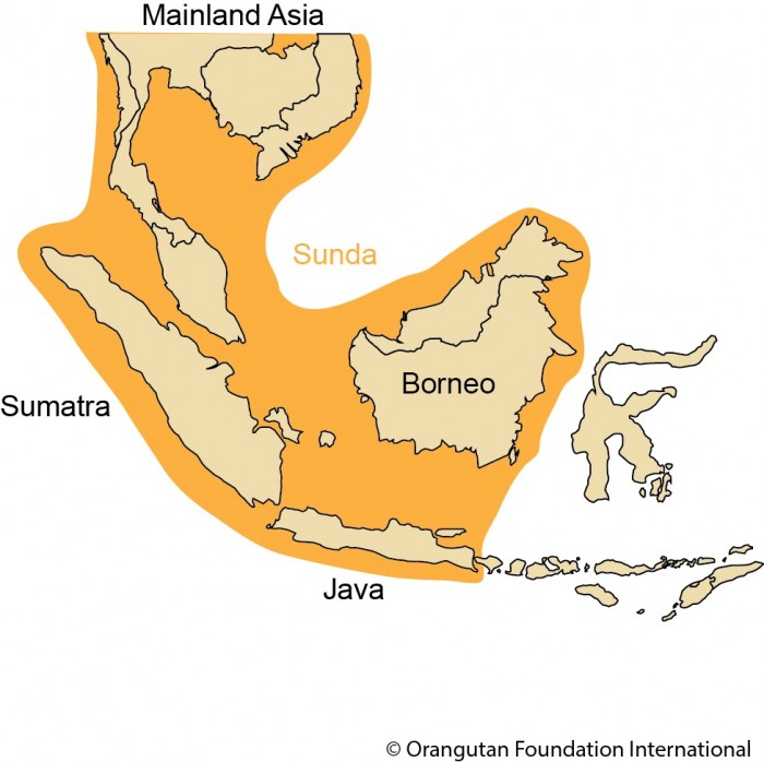 sumatran orangutan map