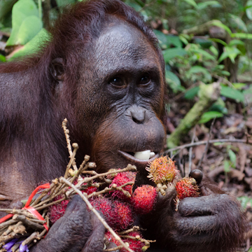 What Does it Take to Feed 330 Orangutans? – Official Orangutan Foundation  International Site