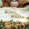 Born to Be Wild Orangutan Foundation International
