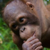 Foster Mason animal adoption Orangutan Foundation International