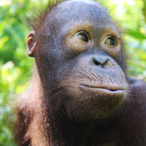 Foster Karbank animal adoption Orangutan Foundation International