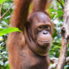 Foster Mr Bernie animal adoption Orangutan Foundation International