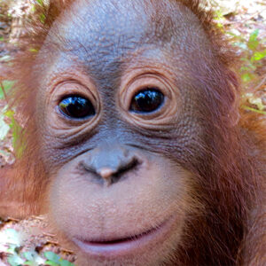 Read more about the article Orangutan of the Month for May 2017: Mara