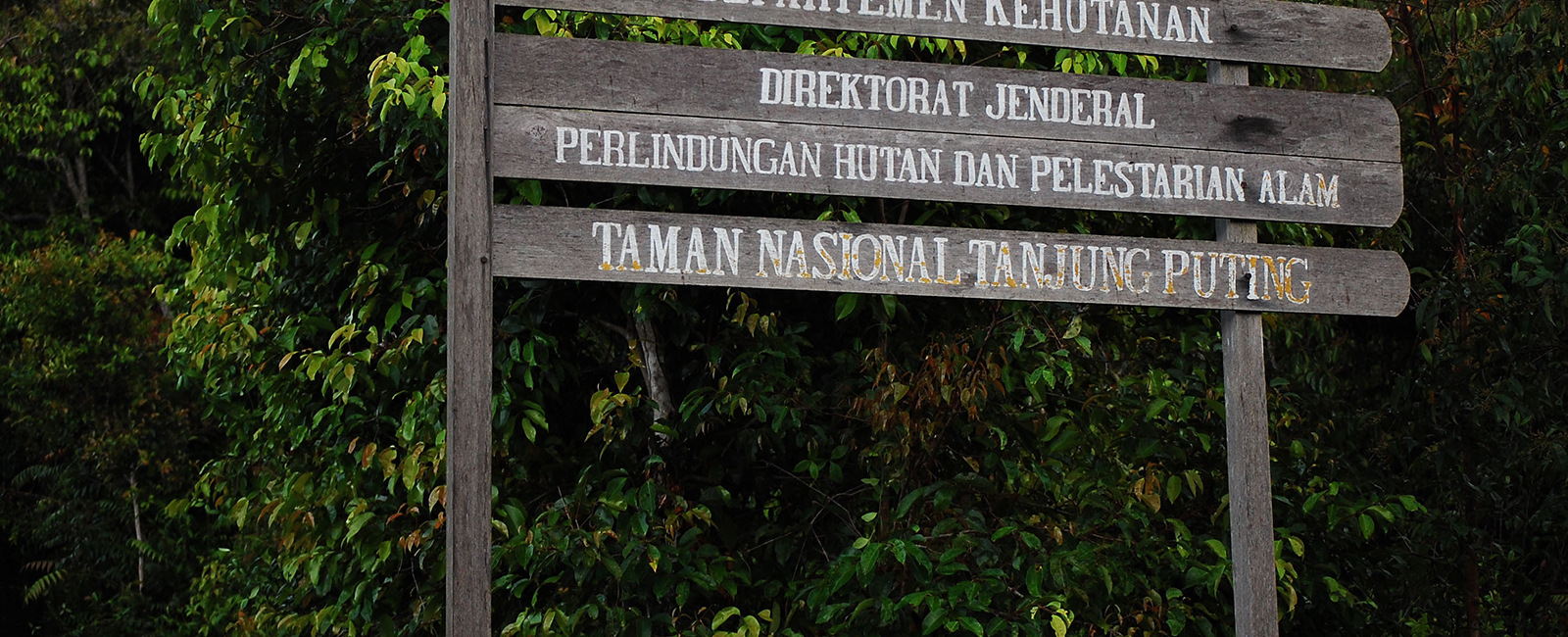 Taman Nasional Tanjung Puting National Park Orangutan Foundation International
