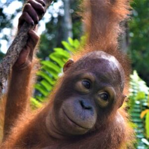 Read more about the article Orangutan of the Month for June 2017: Dodot