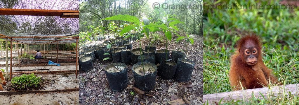 Orangutan Foundation International Replanting Forest Seed Sapling Appeal