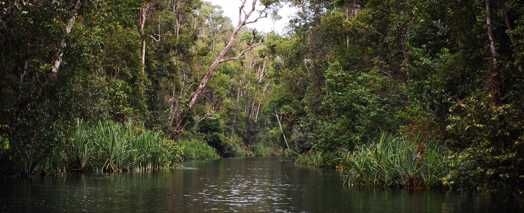 Back to the Trees, an Orangutan Foundation International Release (video)