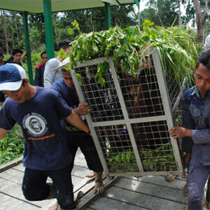 Read more about the article Orangutans Return Home to The Forest