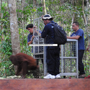 Read more about the article Newly Released Orangutans Immediately Have Sex