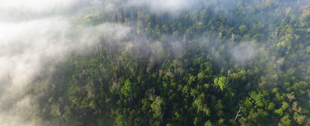 Surveying the Land Seluang Mas Orangutan Foundation International Borneo Indonesia