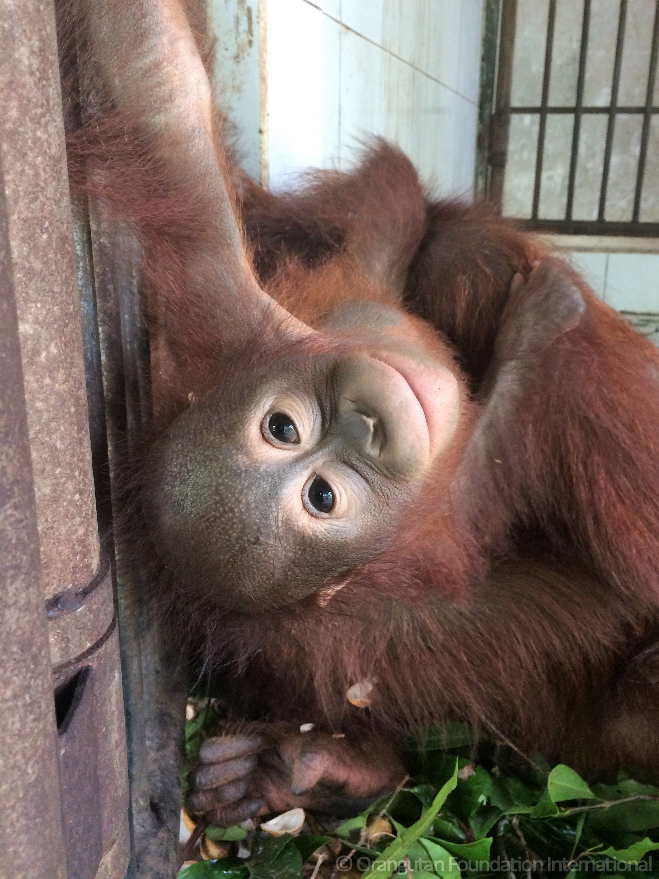 Orangutan Foundation International Spring Appeal Care Center Ernie