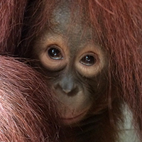 Orangutan Care Center donate Orangutan Foundation International