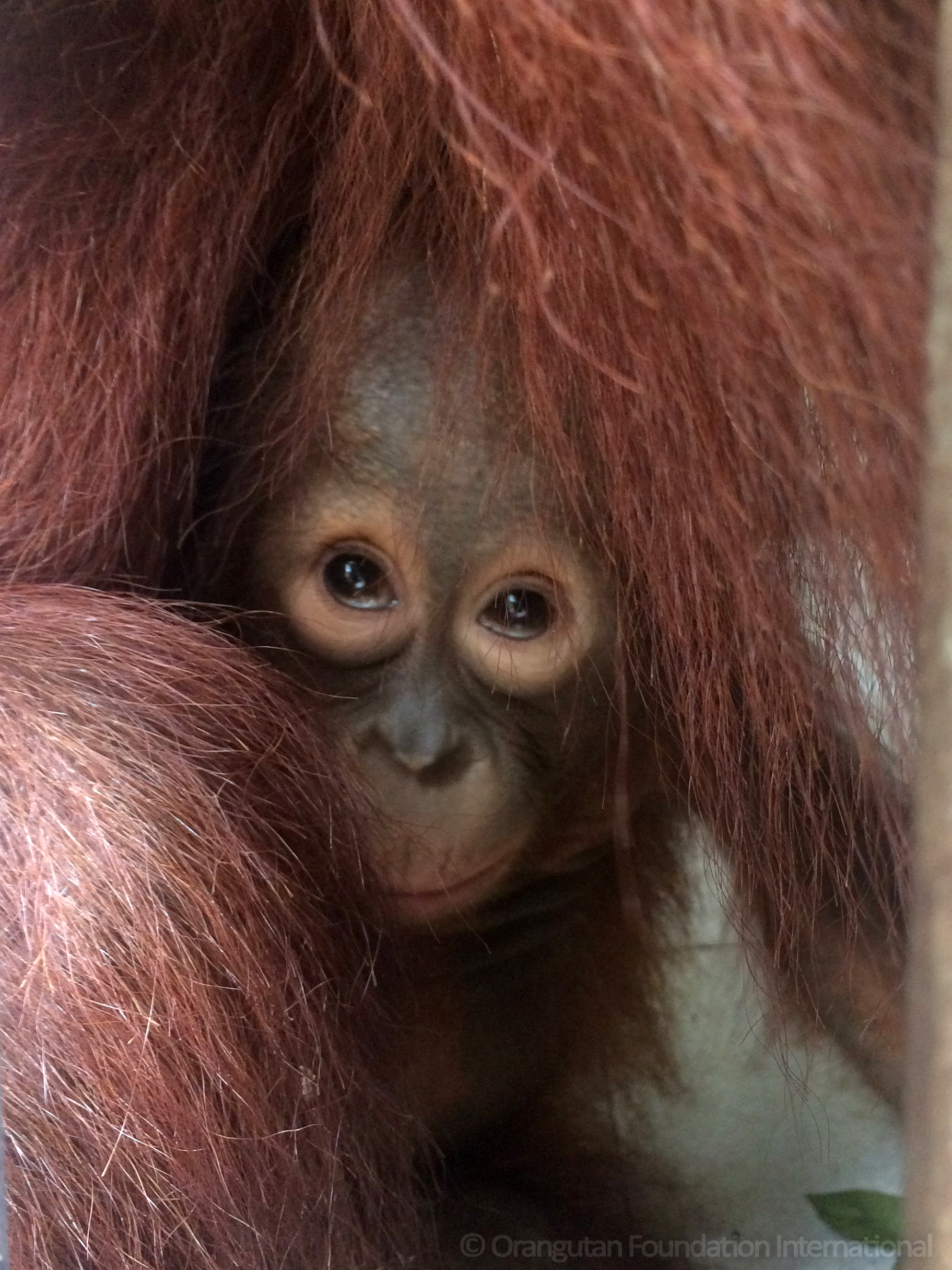 Orangutan Foundation International Spring Appeal Care Center Ernie