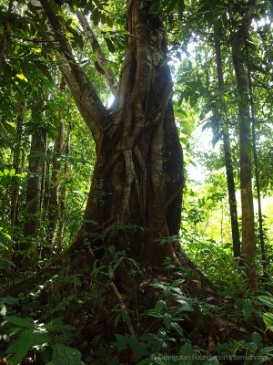 Orangutan Legacy Forest Land Purchasing Program Orangutan Foundation International