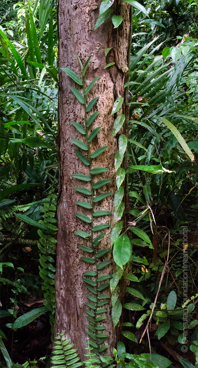 Orangutan Legacy Forest Land Purchasing Program Orangutan Foundation International