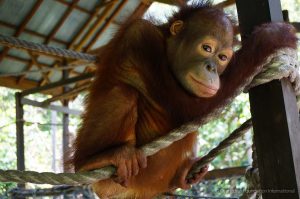 Orangutan Care Center and Quarantine Orangutan Foundation International