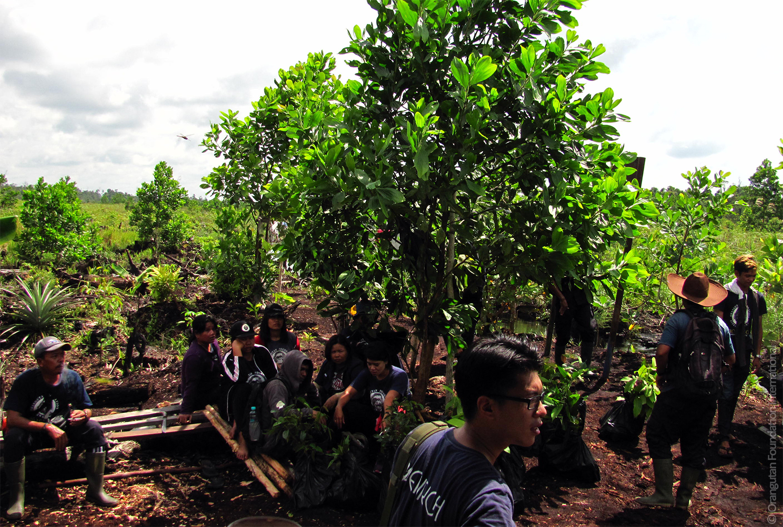 Reforestation Program donate Orangutan Foundation International Borneo Indonesia 2015 Fires