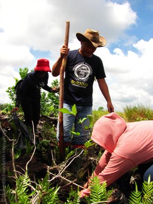 Reforestation Program donate Orangutan Foundation International Borneo Indonesia 2015 Fires