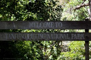 Tanjung Puting National Park Orangutan Foundation International