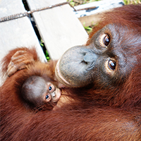 Protect and patrol orangutans forest Borneo Indonesia palm oil donate Orangutan Foundation International