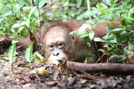 Chewey is hiding among the leaves