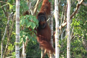 Montana flanged adult male cheekpadder orangutan Orangutan Foundation International