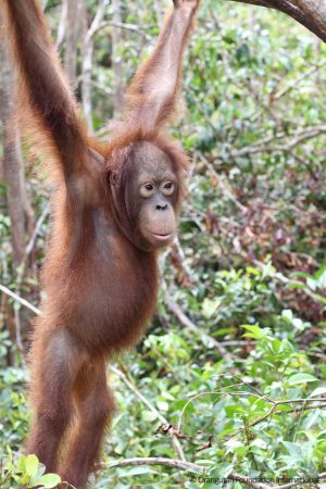 orangutan Sparky OFI Remembers Mark Hopkins "Sparky" Schell