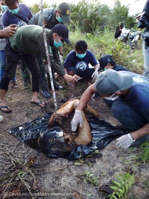 Baen's decomposed corpse was noticed in a plantation canal in the Seruyan district