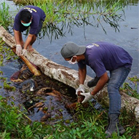 Baen orangutan death palm oil Orangutan Foundation International