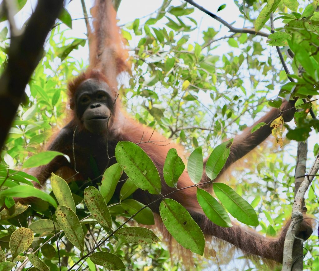 The orangutan Caca up in the tree