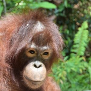 Read more about the article Orangutan of the Month for Dec, 2018: Wendy