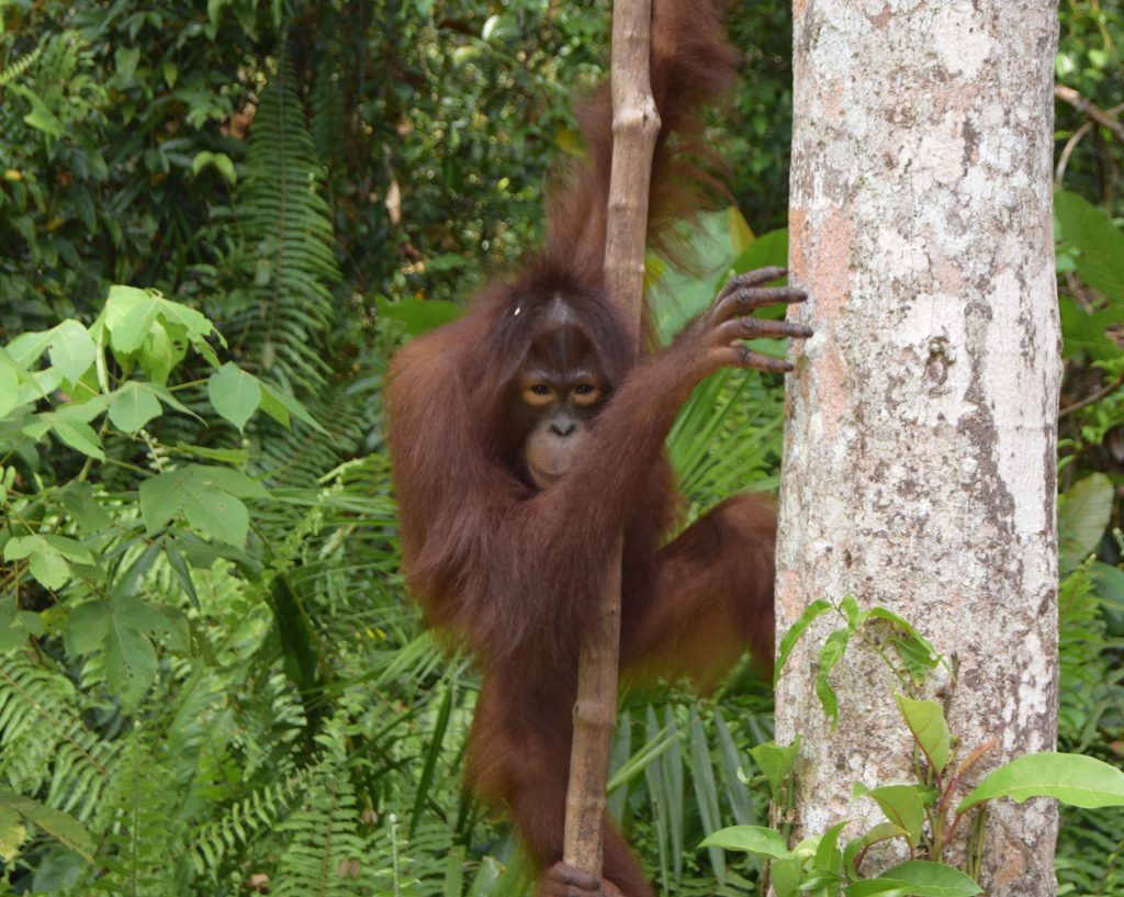 Wendy the orangutan is  bouncing around the forest with great gusto