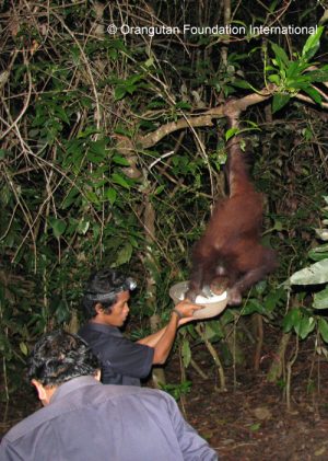 feeding orangutan